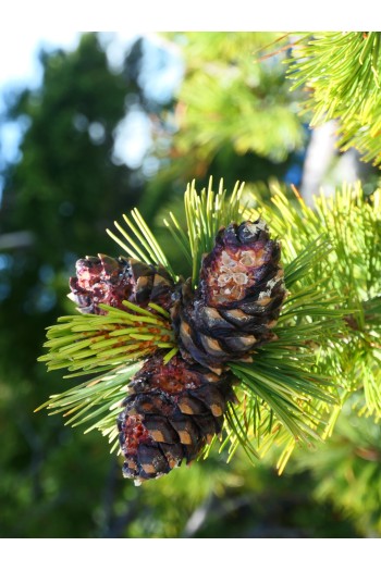 Сосна Гельдрейха / бiлокора Компакт Джем (штамб) | Pinus heldreichii / leucodermis Compact Gem (shtamb) | Сосна Гельдрейха / белокорая Компакт Джем (штамб)